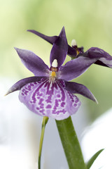 Beautiful picture of an amazing purple spotted flower named Spectabilis Orchid. Close-up photography. Macro Lens.