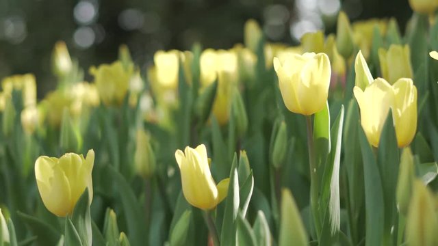 Colorful yellow tulips in flower garden