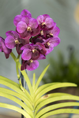 Beautiful picture of an amazing pink and purple flower named Vanda Orchid. Close-up photography. Macro Lens.