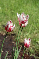 Tulips At Alexander Circle, Edmonton, Alberta