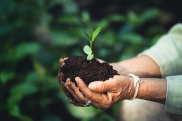 Plant a tree The soil and seedlings in the grandmother's hand