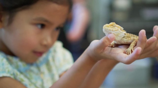 Cute asian child holding and playing with chameleon. She is not scared to hold it on hand. Concept of self learning and love animal lifestyle.