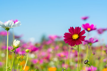 cosmos flower field with blue sky background