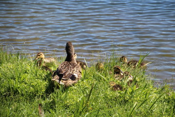 Family Of Mallards In Grass, William Hawrelak Park, Edmonton, Alberta