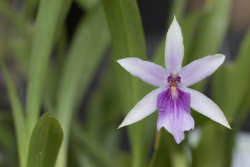 Beautiful picture of an amazing nearly white purple flower named Spectabilis Orchid. Close-up photography. Macro Lens.