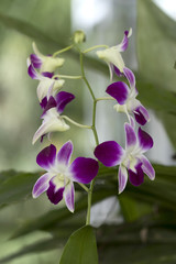 Beautiful picture of an amazing purple and white Orchid. Close-up photography. Macro Lens.