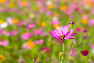 Fototapeta premium pink cosmos flower with bee and sunlight