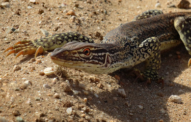 Large lizard curiously ogles to camera with one large eye.