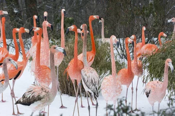 Papier Peint photo Lavable Flamant A few flamingos in the winter.