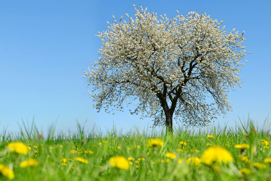 Spring landscape. Blooming cherry tree on meadow with dandelions. 