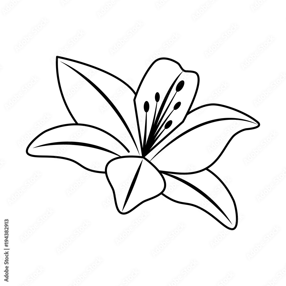 Poster flower lily delicate decoration floral nature petals vector illustration outline desing