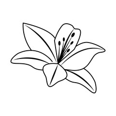 flower lily delicate decoration floral nature petals vector illustration outline desing - obrazy, fototapety, plakaty