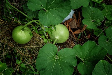 Gourds in the garden for cooking.