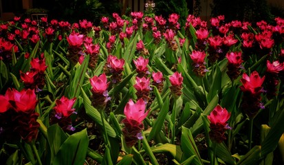 Siam Tulip in the garden.