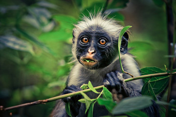 Colobus, Tanzanian monkey  - obrazy, fototapety, plakaty