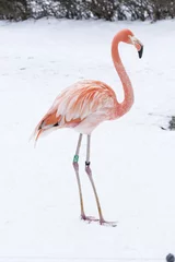 Papier peint Flamant Flamant oiseau adulte sur la neige en hiver.