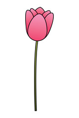 flower tulip natural decoration floral vector illustration