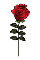 delicate flower rose stem leaves nature decoration vector illustration