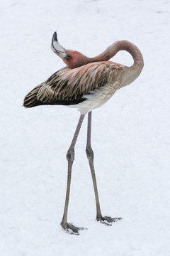 Young bird flamingo on snow in winter with bent neck.
