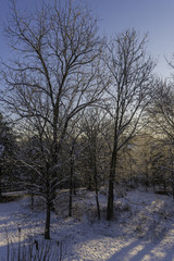 sunrise through the winter woods with snow on the ground and glistening trees