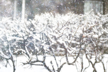 branches covered with snow / background winter trees and bushes without leaves, snowfall, concept of cold weather, frosty climate background