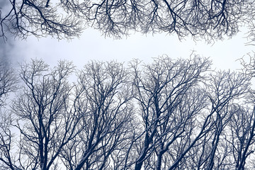 branches covered with snow / background winter trees and bushes without leaves, snowfall, concept of cold weather, frosty climate background