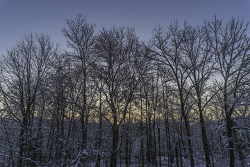 snowy winter woods at dawn