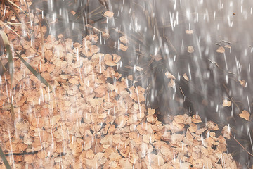 autumn park, rainy background / autumn landscape background rain texture in an October park, walk in bad weather, drops of water, windy weather, bad weather, sad mood