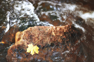 pond in an autumn park / landscape by the water in  autumn forest, reflections of autumn trees and twigs  the water of a cold pond. Fallen leaves water. Leaf fall on a pond  city park