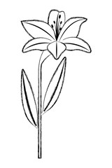 flower lily natural leaves plant decoration vector illustration sketch image