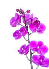Fototapeta na wymiar Orchid on a white backdrop.
