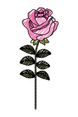Obraz premium delicate flower rose stem leaves nature decoration vector illustration drawing image