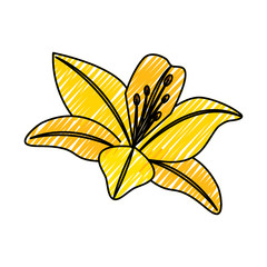 flower lily delicate decoration floral nature petals vector illustration drawing image