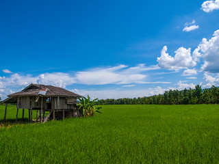 Fototapeta na wymiar rice plant with the old hut and blue sky with the cloud