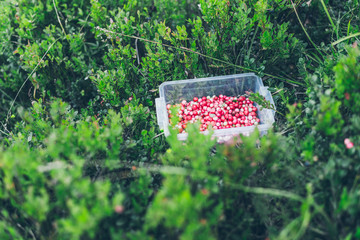 Lingonberry in lunch box