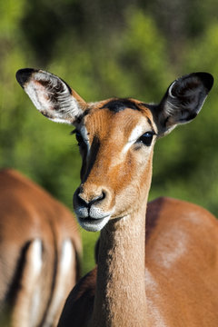 Face and Neck of Wild Thompsons Gazelle