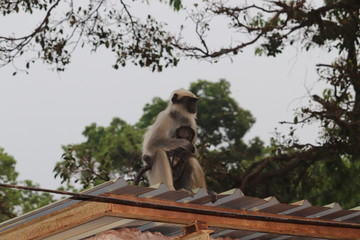 Vervet female monkey with baby..at matheran (Maharashtra,India)