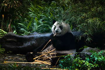 panda