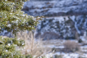 Pine leaf with snow on top