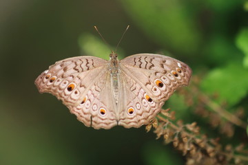 Fototapeta premium brown butterfly macro