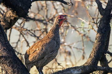 Close up Swainsons Francolin Bird Perched in Tree