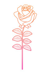 delicate flower rose stem leaves nature decoration vector illustration degrade color line image