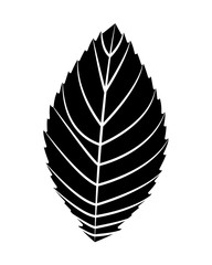 natural eco leaf natural decoration vector illustration black image