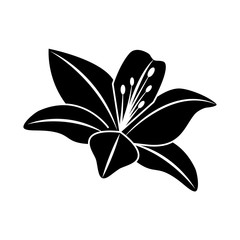 Naklejka premium flower lily delicate decoration floral nature petals vector illustration black image