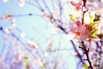 background of spring white cherry blossoms tree. selective focus.