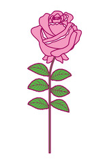 delicate flower rose stem leaves nature decoration vector illustration pink and green image
