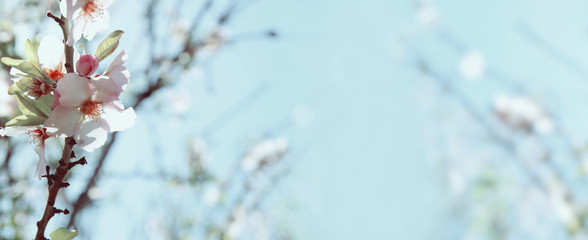 website banner background of of spring white cherry blossoms tree. selective focus.