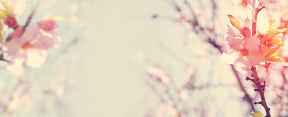 Fototapeta na wymiar website banner background of of spring white cherry blossoms tree. selective focus.