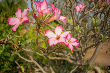 Pink flowers in backyard garden