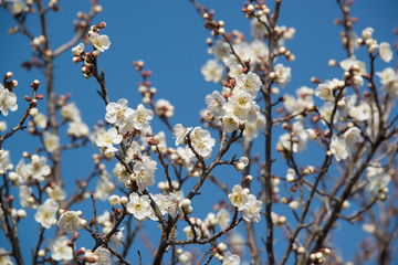 風土記の丘の梅